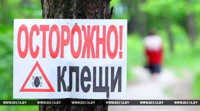 Першы сёлета выпадак укусу кляшча зафіксаваны ў Мінску