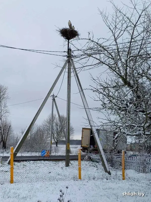 Смаргонскія энергетыкі паказалі, як яны абнаўляюць гнёзды для буслоў
