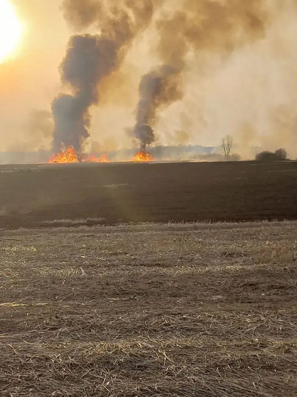 Лясныя пажары ліквідоўвалі ў чатырох абласцях Беларусі