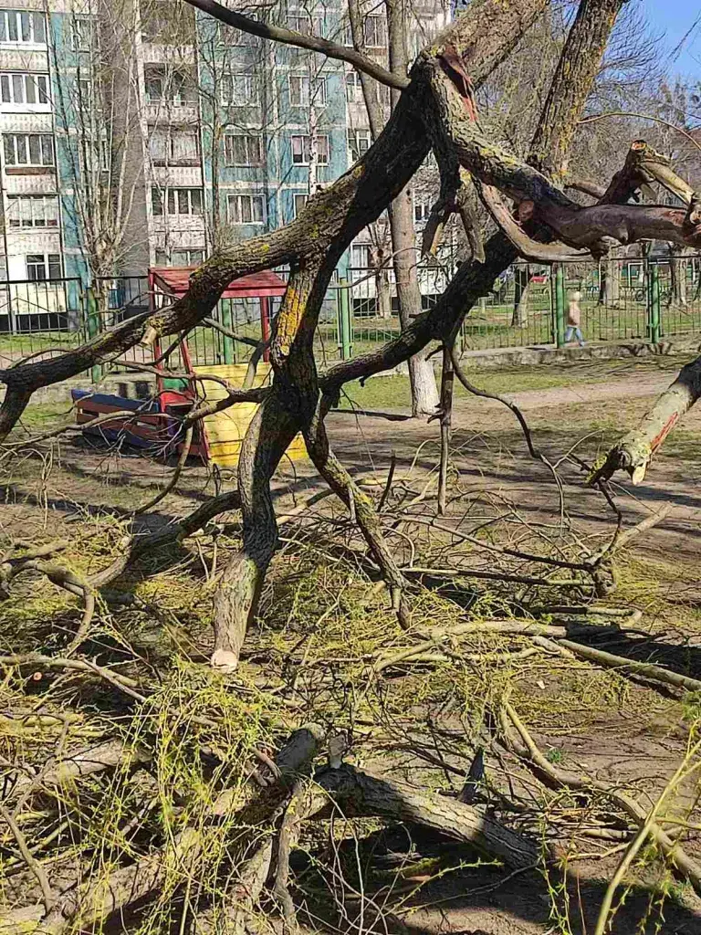 У Бабруйску ў дзіцячым садку на дзіця ўпала галінка дрэва