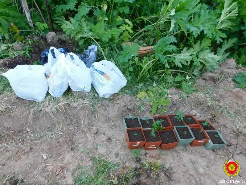Жыхар Браслава вырошчваў каноплі ў зарасніку баршчэўніку