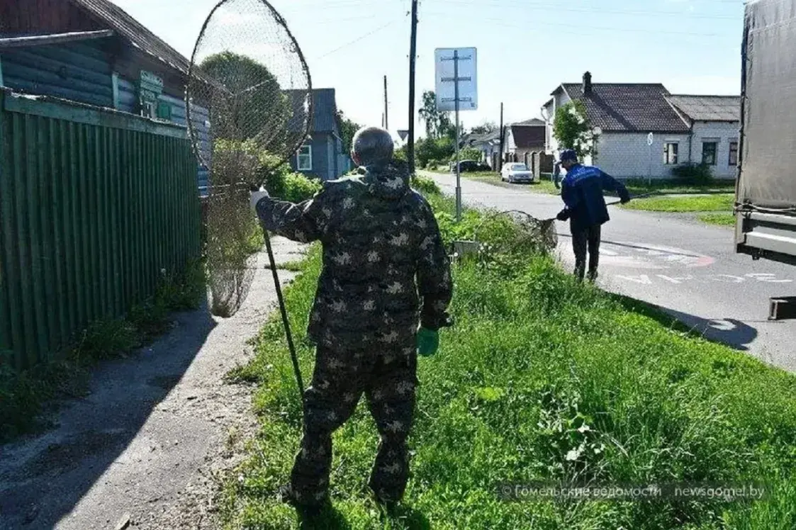 Забойствы дроцікамі і ўсыпленне.  Што не так з сістэмай адлову ў Беларусі?