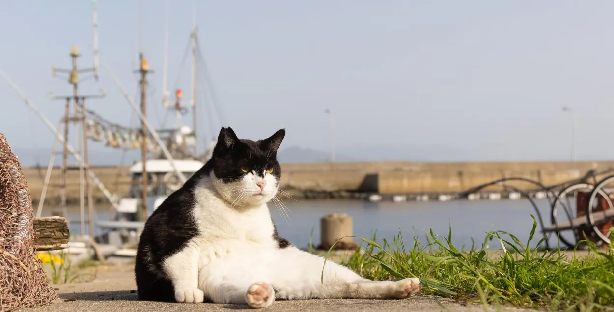 "The big boss" / Kenichi Morinaga / Comedy Pets
