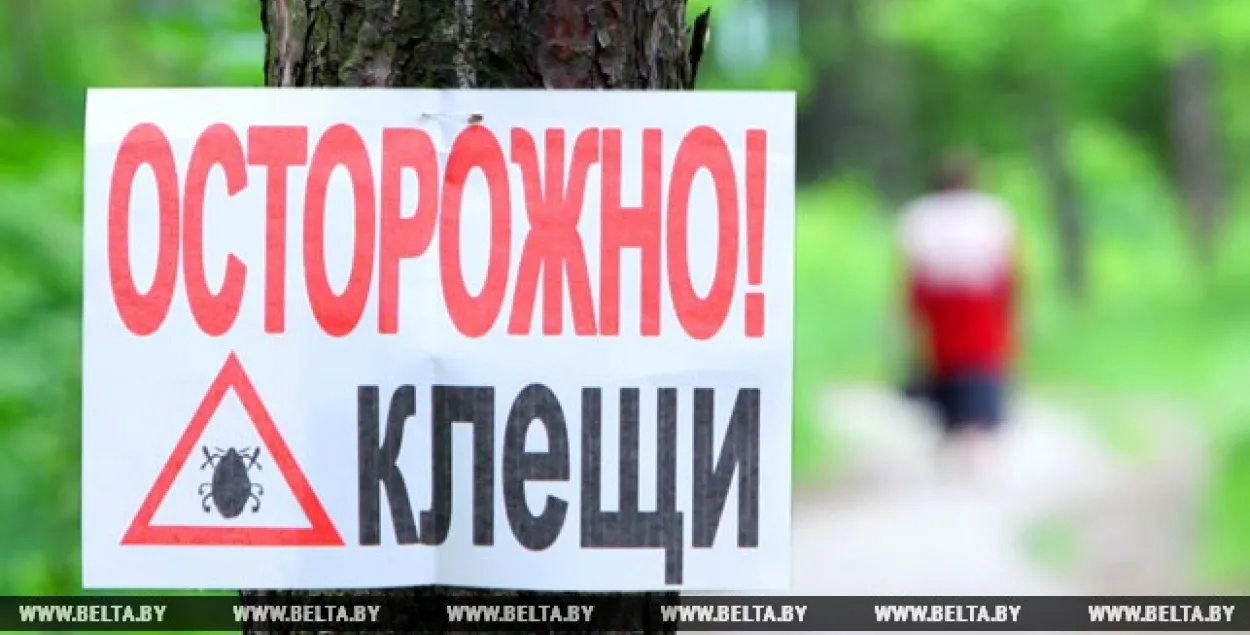 У Беларусі ад укусаў кляшчоў пацярпелі ўжо 23 чалавекі