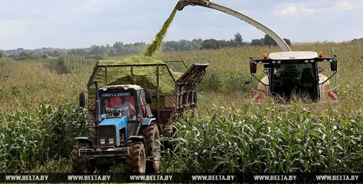У аўторак у Беларусі апошні дзень уборкі ўраджаю