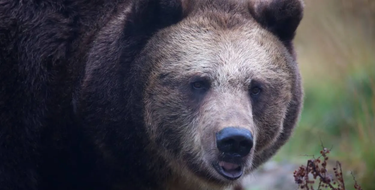 У Фінляндыі мядзведзь сарваў вайсковыя манеўры і разагнаў салдат