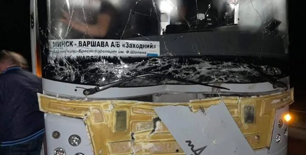 Аўтобус збіў лася пад Баранавічамі / nashkraj.by
