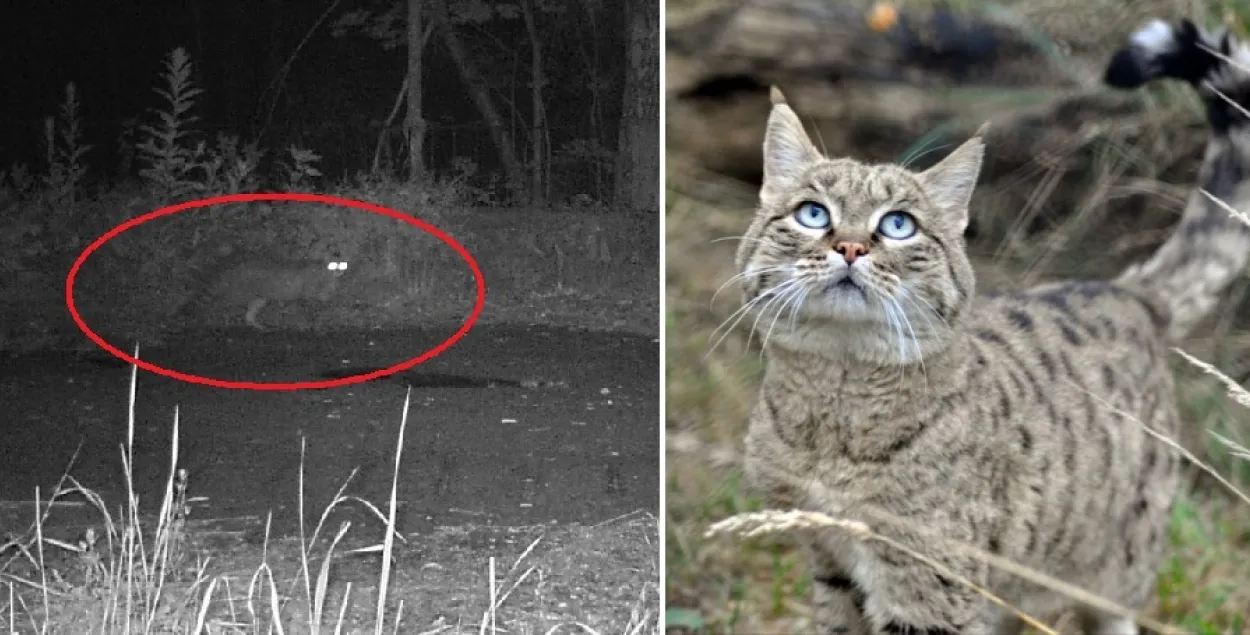 A forest wildcat in Belarus' Chernobyl exclusion zone.