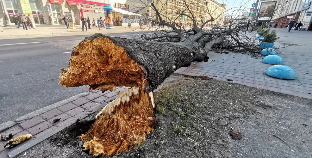 У цэнтры Мінска вецер зламаў вялікае дрэва (фотафакт)