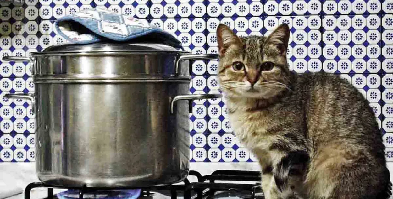Кот на пліце / партал "Кот,&nbsp;пёс и я"