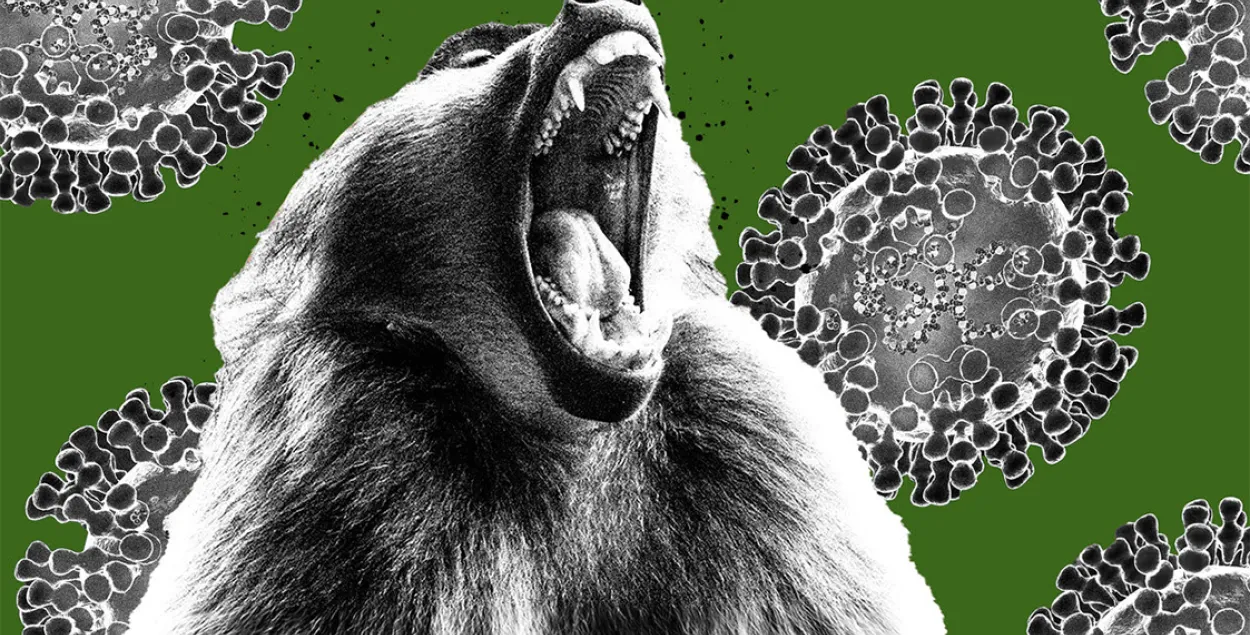 Воспа малпаў нясе сур'ёзную пагрозу? / The Daily Beast
