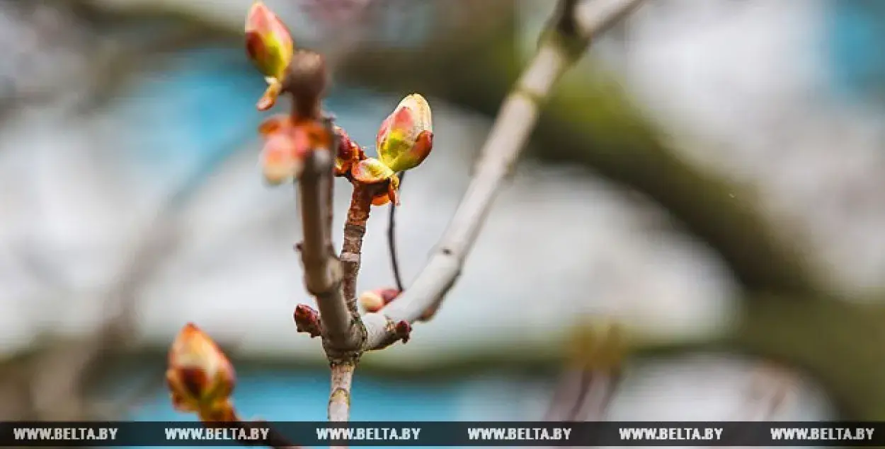 5 красавіка ў Беларусі абяцаюць да 19 градусаў цяпла
