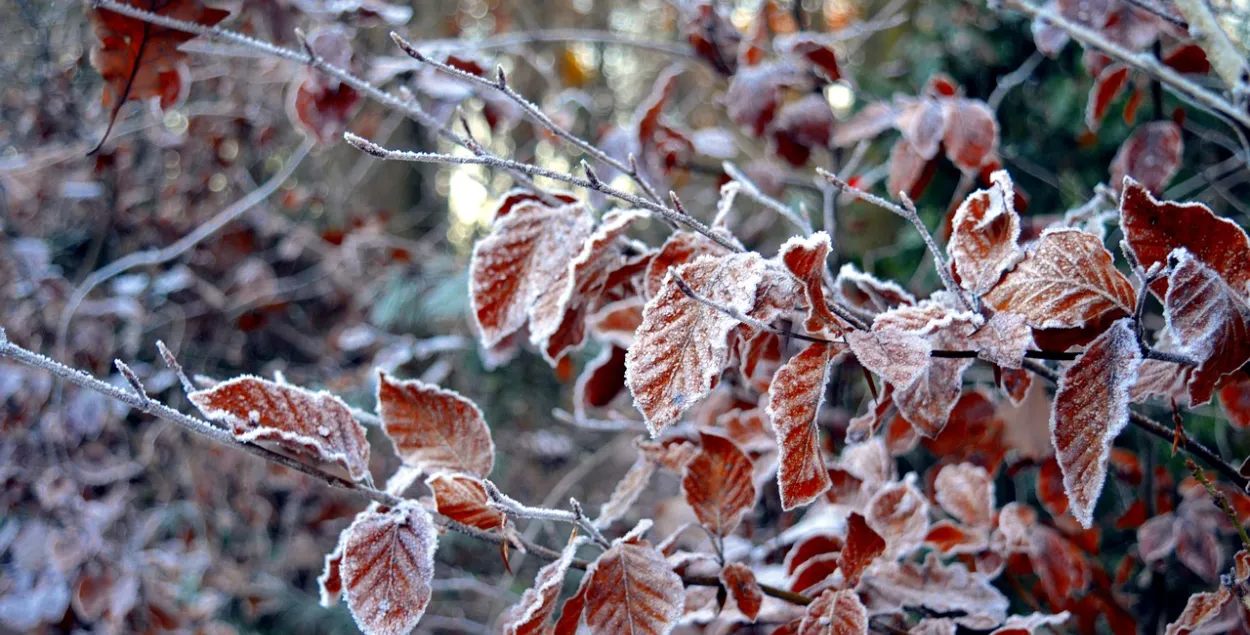 Фото: pixabay.com