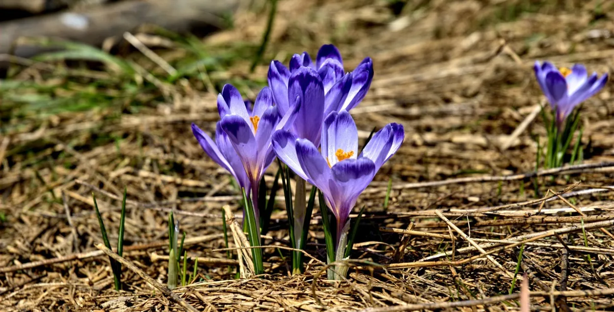 12 красавіка ў Беларусі захаваецца цёплае надвор'е / pixabay.com
