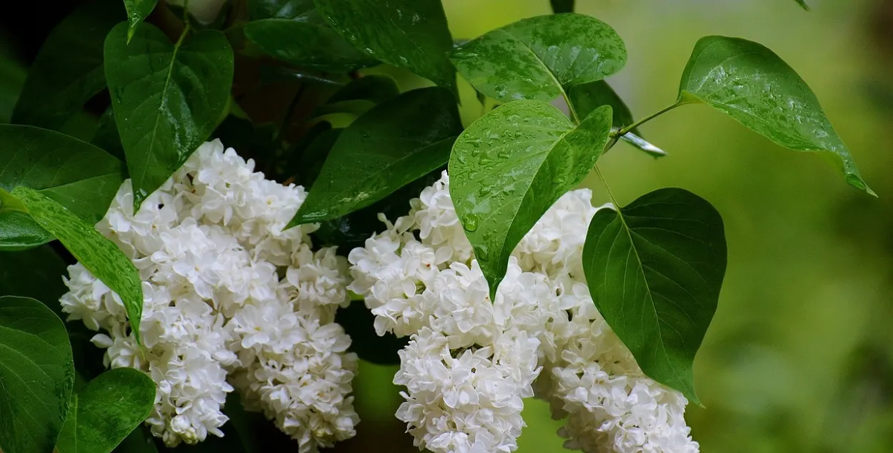 Невялікія дажджы і да +23 будзе ў пятніцу / pixabay.com
