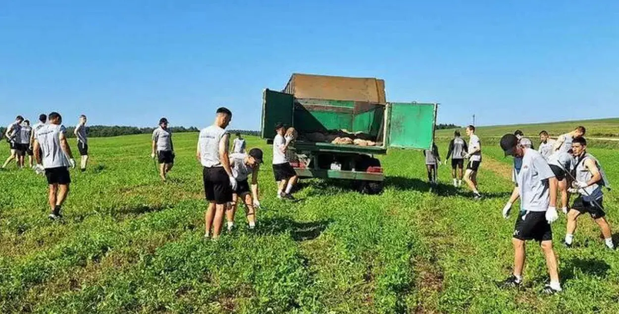 Футбалісты "Тарпеда-БелАЗ" збіраюць камяні ў калгасе / ФК "Тарпеда-БелАЗ"