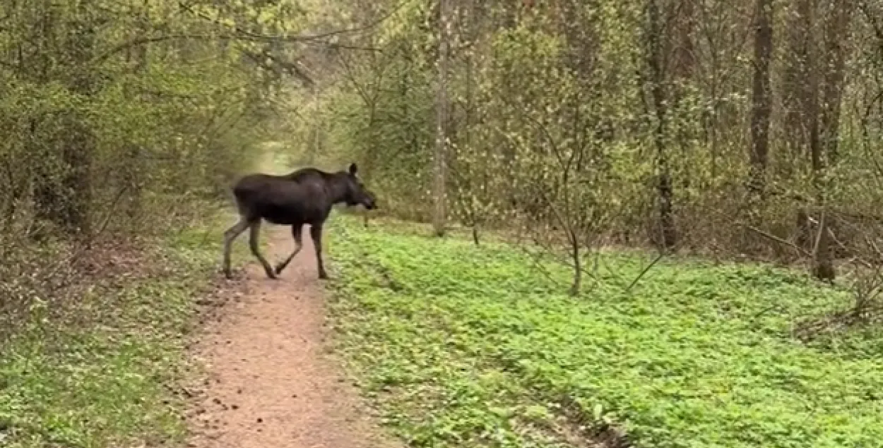 Скриншот из видео
