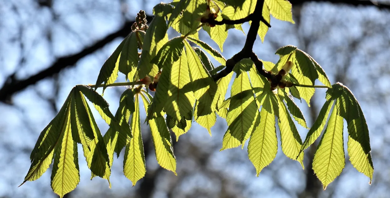 Красавік, ілюстрацыйнае фота
