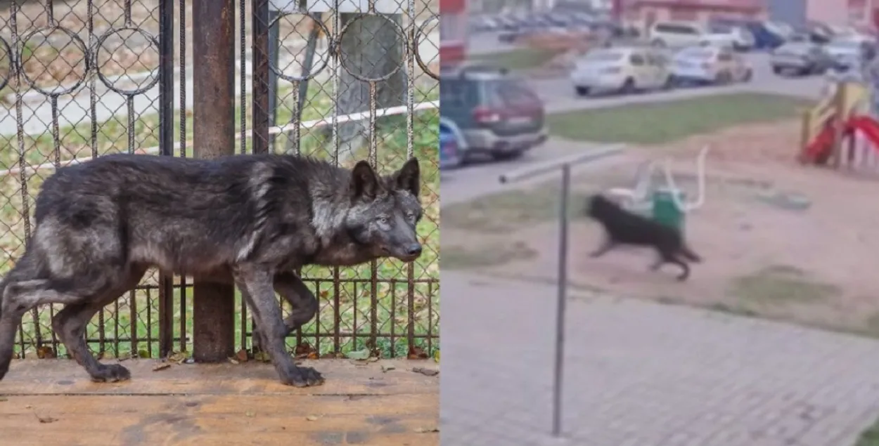 Хищник сбежал из города, когда его начали искать
