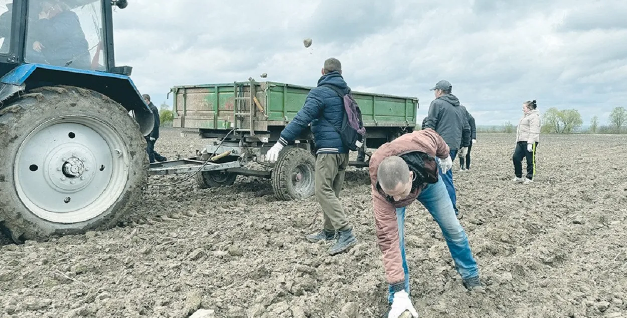 На поле агрокомплекса "Яновичи"

