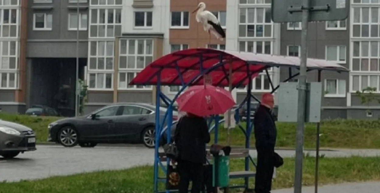 Бусел у Смалявічах
