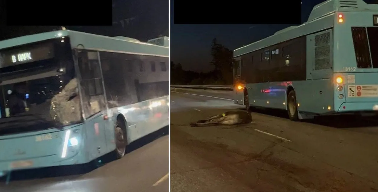Под МАЗом погиб лось
