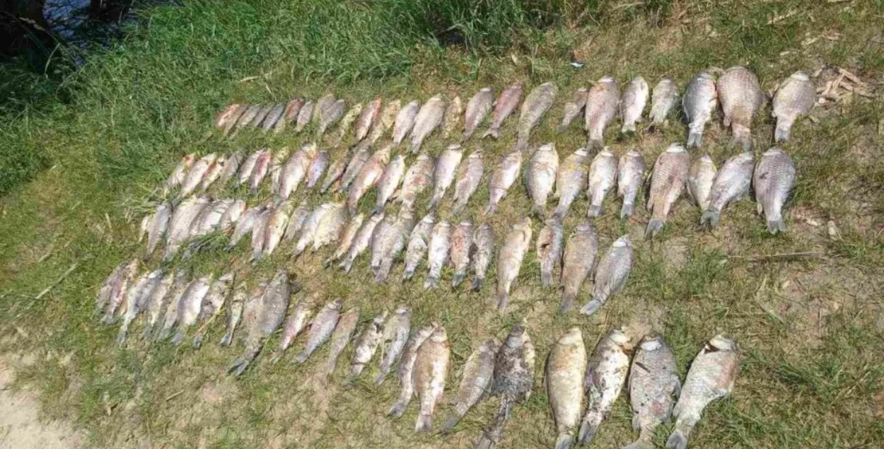 Мор рыбы ў Койданаўскім вадасховішчы
