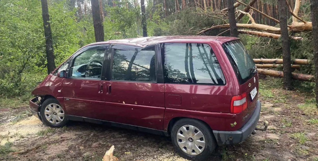 Пад Зэльвай дрэва, паваленае ветрам, забіла жанчыну
