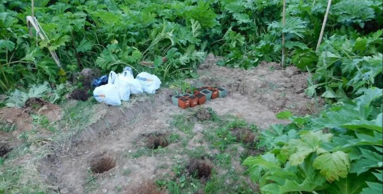 Жыхар Браслава расціў каноплі сярод баршчэўніку
