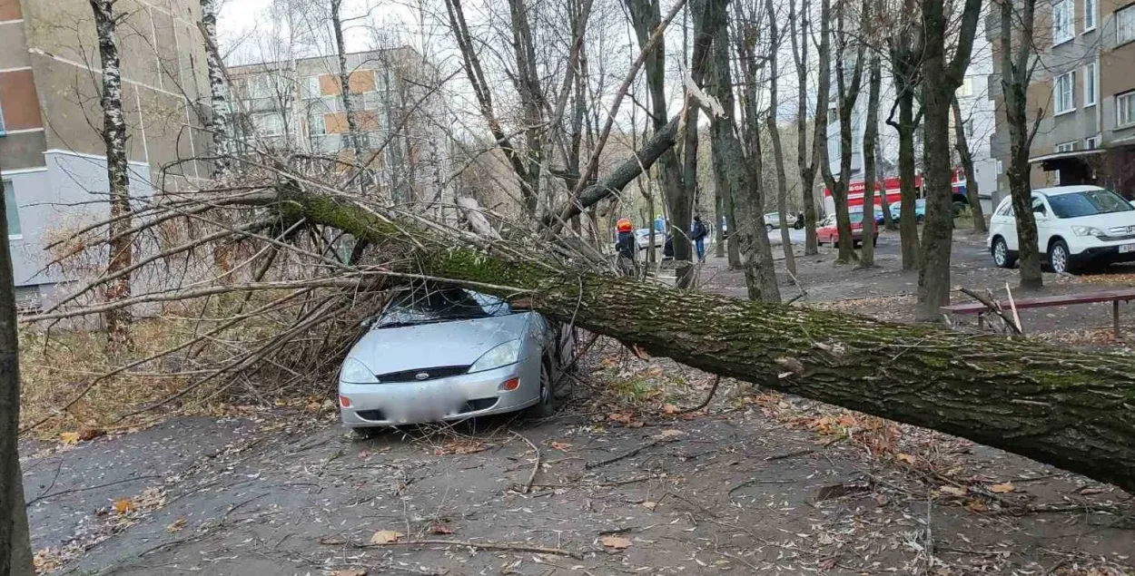 Дрэва ўпала на легкавік
