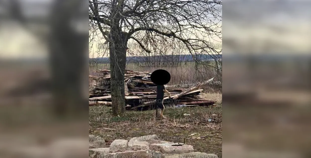 Собака, повешенная в Гродно
