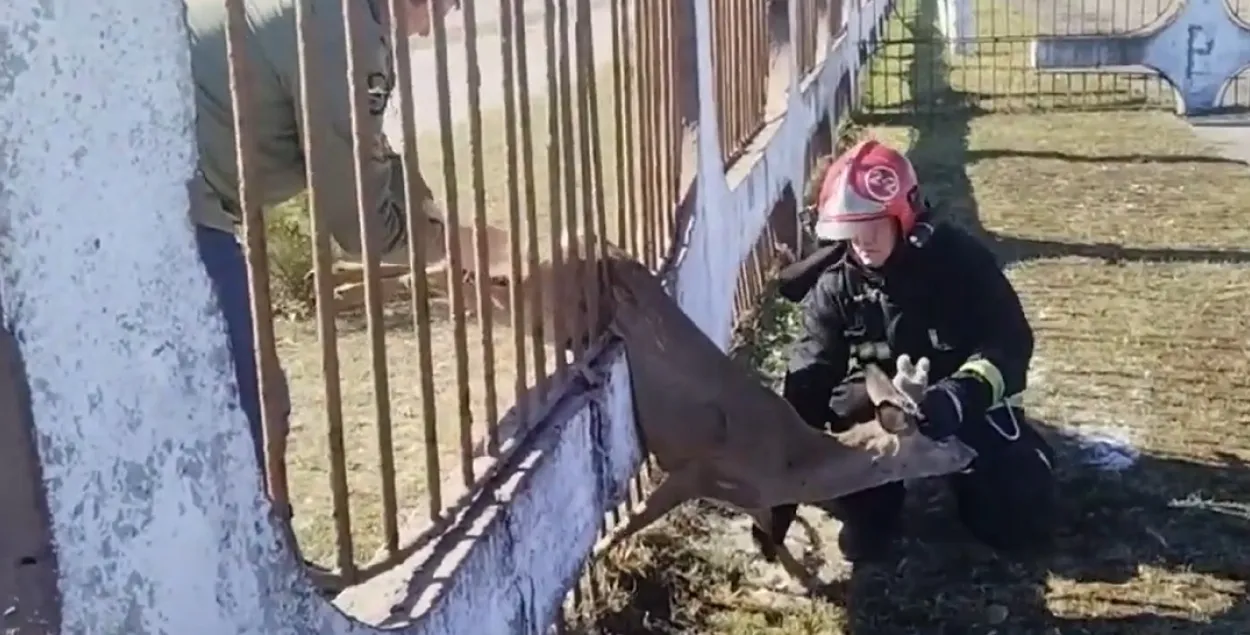 Выратавальная аперацыя
