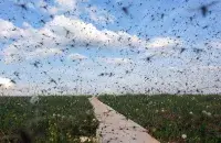 Атака мошек /&nbsp;/ National Geographic
