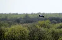 Весной в Беларуси / Из архива Еврорадио
