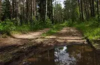 Лес после дождя / Из архива Еврорадио
