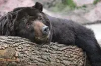 Медведь / adventure.howstuffworks.com