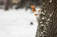 Зимой в Беларуси / sb.by
