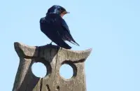 Ласточка / t.me/wildlifebelarus/
