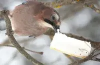 Зимнее угощение / t.me/wildlifebelarus
