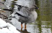 Весна / t.me/wildlifebelarus/
