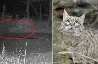 A forest wildcat in Belarus' Chernobyl exclusion zone.