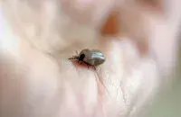 От нашествия мошек страдают заключенные женщины в гомельской колонии / pixabay.com, иллюстративное фото

