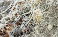 Зима в Беларуси / Еврорадио
