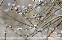 В Беларусь идет потепление / БЕЛТА
