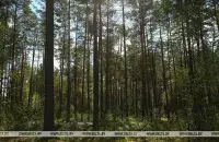 Дожди, грозы и порывистый ветер ожидаются на выходных / БЕЛТА​