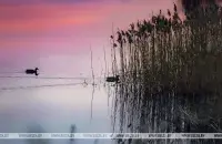 БЕЛТА