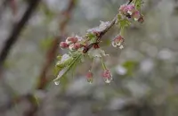 Заморозки весной / pixabay.com
