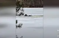 Два лося провалились под лед