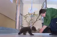 Медвежонок
