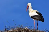 Аист, иллюстративное фото
